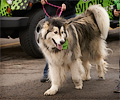 Doggy Pawlour