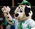 Dalmation
