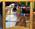 Tour de Corgi 2017
