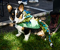 Tour de Corgi 2017