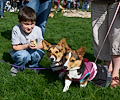Tour de Corgi 2017