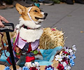 Tour de Corgi 2017