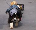 Tour de Corgi 2017