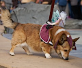 Tour de Corgi 2017