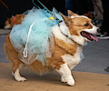 Tour de Corgi 2017