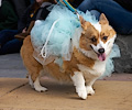 Tour de Corgi 2017