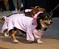 Tour de Corgi 2017