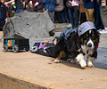 Tour de Corgi 2017