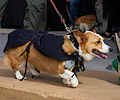 Tour de Corgi 2017