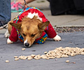 Tour de Corgi 2017