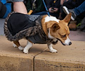 Tour de Corgi 2017