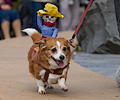Tour de Corgi 2017