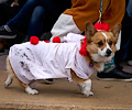 Tour de Corgi 2017