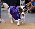 Tour de Corgi 2017