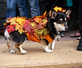 Tour de Corgi 2017