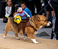 Tour de Corgi 2017
