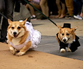 Tour de Corgi 2017
