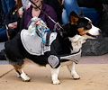 Tour de Corgi 2017