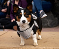 Tour de Corgi 2017