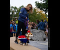Tour de Corgi 2017