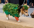 Tour de Corgi 2017