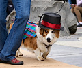Tour de Corgi 2017