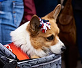 Tour de Corgi 2017