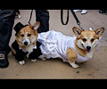 Tour de Corgi 2017