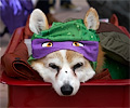 Tour de Corgi 2017