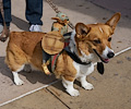 Tour de Corgi 2017