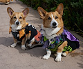 Tour de Corgi 2017