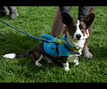 Tour de Corgi 2017
