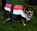 Tour de Corgi 2017