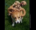 Tour de Corgi 2017