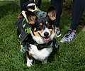 Tour de Corgi 2017