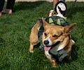 Tour de Corgi 2017