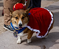 Tour de Corgi 2017