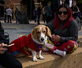 Tour de Corgi 2017