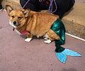 Tour de Corgi 2017