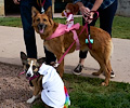 Tour de Corgi 2017