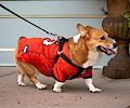 Tour de Corgi 2017