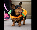 Tour de Corgi 2017