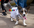 Tour de Corgi 2017
