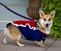 Tour de Corgi 2017