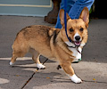 Tour de Corgi 2017