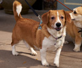 Tour de Corgi 2017