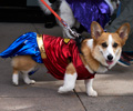 Tour de Corgi 2017