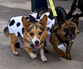 Tour de Corgi 2017