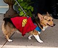 Tour de Corgi 2017