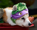 Tour de Corgi 2017